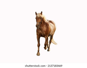 A fat brown horse with a light mane trots. Portrait of a mare in full growth - front view. The animal is in free movement.