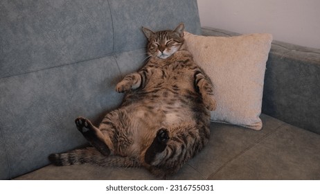 fat brown tabby cat on the sofa
