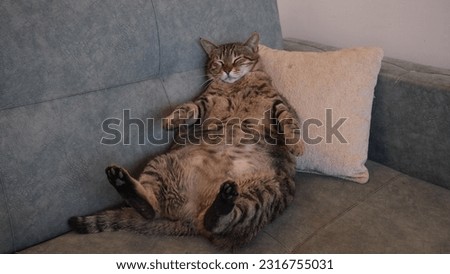 fat brown tabby cat on the sofa
 Imagine de stoc © 