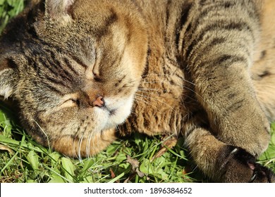 Fat brown tabby Scottish breed cat lies on the grass