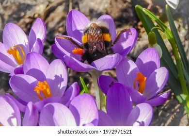 Fat bumblebee collecting pollen on purple crocuses. Bee insect dives into blossoms in spring. Funny bumblebee queen doing flower acrobatics. Legs up and head upside-down.