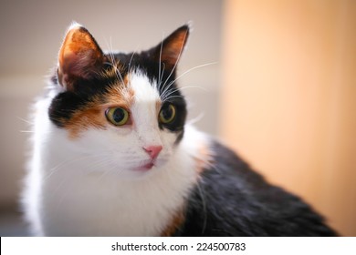 Fat Calico Cat With A Sad Face In A Closeup View Indoor.