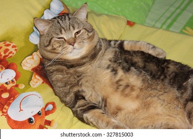 Fat Cat