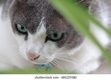 a fat cat