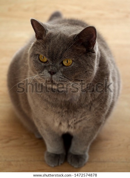 Fat Cat British Shorthair Breed Stock Photo Edit Now 1472574878