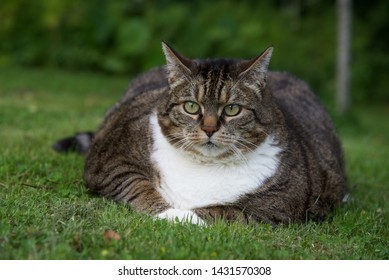 Fat Cat (Felis Catus): A Overweight Tabby Cat 