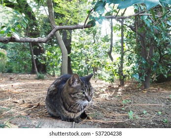 fat cat trees