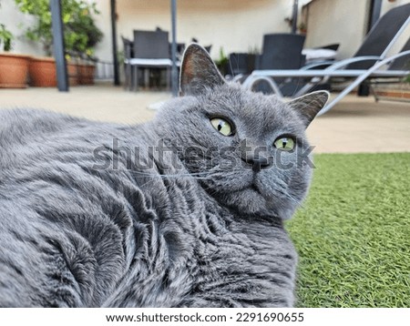 Fat cat in front of the camara,British Shorthair.