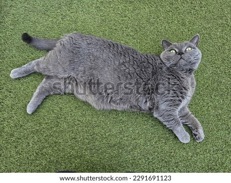 Fat cat in front of the camara,British Shorthair.