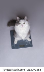 Fat Cat On The Scales