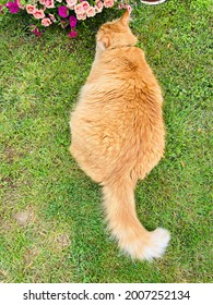 Fat Cat playing on green grass