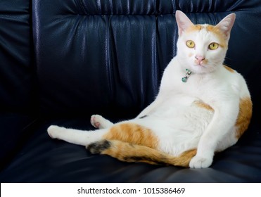 6,002 Fat lazy cat Images, Stock Photos & Vectors | Shutterstock