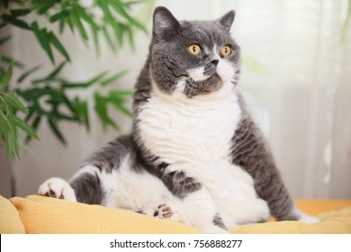 Fat Cat Sitting On Sofa Stock Photo 756888277 | Shutterstock