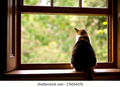 Indoor Cat Look Out Window Images Stock Photos Vectors Shutterstock