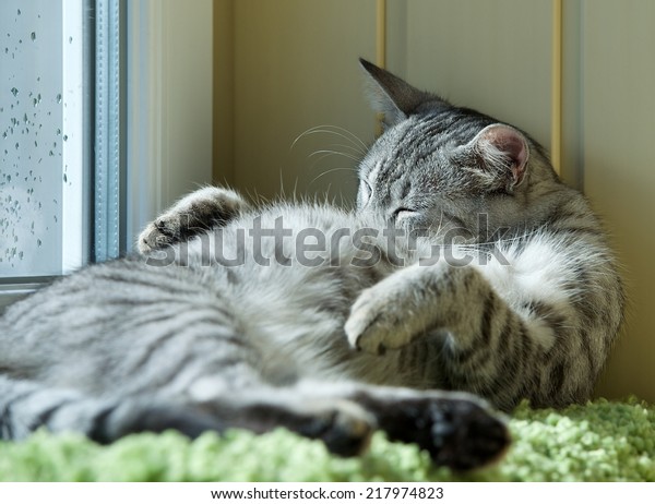 Fat Cat Sleeping On Day Time の写真素材 今すぐ編集