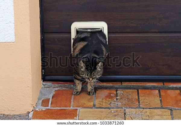 Fat Cat Squeezes Through Cat Flap Stock Photo Edit Now 1033871260
