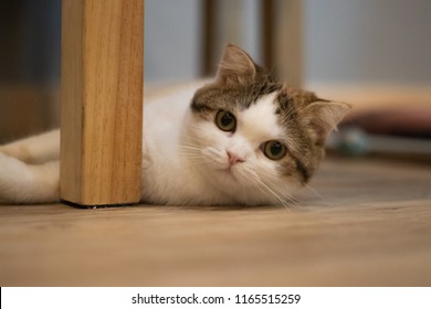 Fat Cat Under The Table