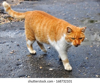 Fat Cat Walking On Paved Road Stock Photo 168732101 | Shutterstock
