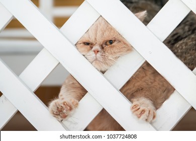 Fat Cat Wants To Get Into The Hole Of The Fence.