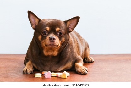 Fat Animals Images Stock Photos Vectors Shutterstock