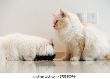 Fat Cream Color Ragdoll Cat Waiting For Other Cat Eating Food With Sad Face