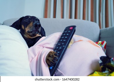 fat dog couch potato eating a popcorn, chocolate, fast food and watching television, holding the remote control paw. Parody of a lazy person