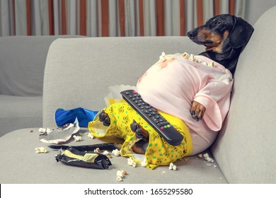 fat dog couch potato eating a popcorn, chocolate, fast food and watching television. Parody of a lazy person
