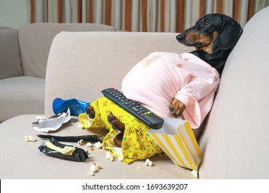 fat dog couch potato eating a popcorn, chocolate, fast food and watching television. Parody of a lazy person. quarantined and stay home