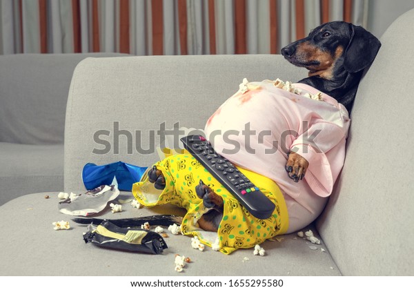 fat dog\
couch potato eating a popcorn, chocolate, fast food and watching\
television. Parody of a lazy\
person
