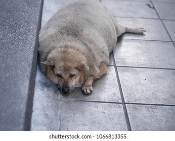 Fat dog lying on the sidewalk