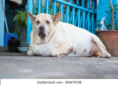 Fat Dog In The Morning To Thailand.