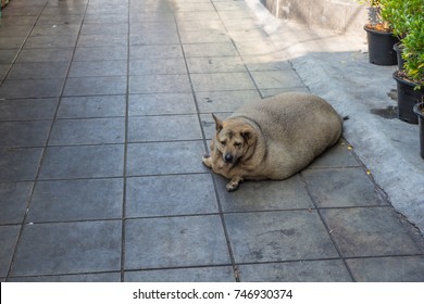 Fat dog on the street : like a dog of slime shape 