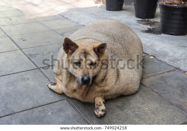 Fat Dog On Street Obesity Dog Stock Photo Edit Now 749024218