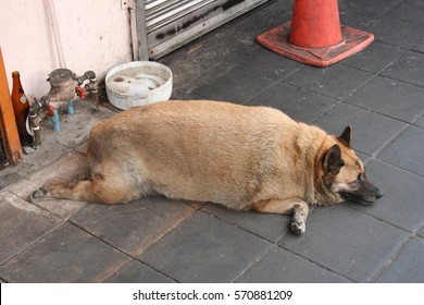 fat dog on walkway
