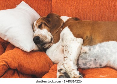 Fat Dog Resting Deeply Funny With Tongue Out And Big Ears. Sleeping White And Brown Basset Hound On The Couch