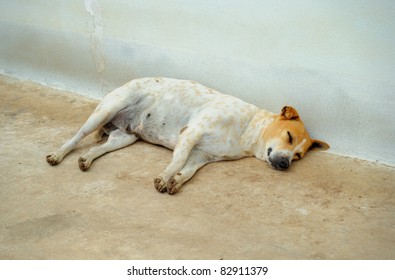 Fat Dog Sleeping Stock Photo 82911379 | Shutterstock