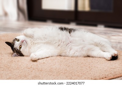 Fat Domestic Cat Lying On Its Back