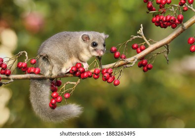 Fat Dormouse Glis Glis On Branch Of Hawthorn