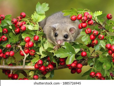 Fat Dormouse Glis Glis On Branch Of Hawthorn