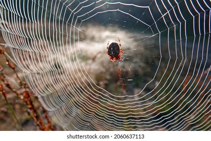 The fat European garden spider or Araneus diadematus in the middle of its web patiently waits for its prey. It is an orb-weaver spider.