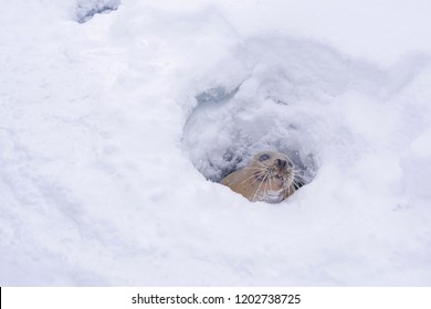 Fat Friendly Harbor Seal Peekaboo Smile Stock Photo 1202738725 ...