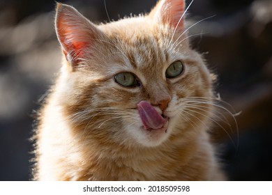 Fat Ginger Cat Close Up. The Pet Stuck Out His Tongue Funny, He Licks His Muzzle. Favorite Animals. Close-up.