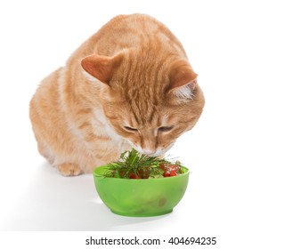 Fat Ginger Cat Eating A Salad, Isolated On White