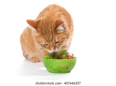 Fat Ginger Cat Eating A Salad, Isolated On White