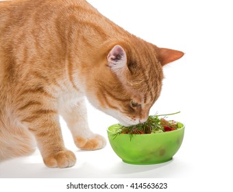 Fat Ginger Cat Eating A Salad, Isolated On White