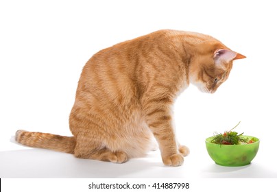 Fat Ginger Cat Eating A Salad, Isolated On White