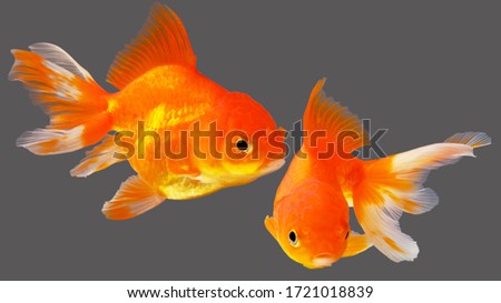 Fat Goldfish with gray background