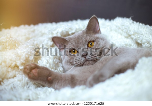 Fat Gray Cat Breed British Lies Stock Photo Edit Now 1230171625