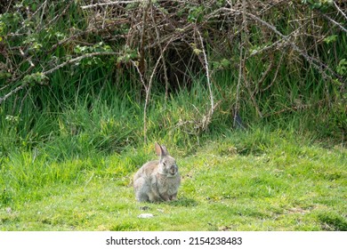 fat gray wild rabbit sitting in the grass in the countryside