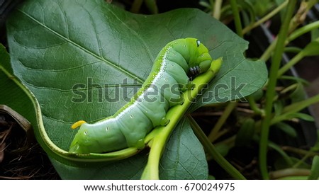 The fat green caterpillar .With white stripes on the side.There is a pattern near the header. Looks like big eyes.